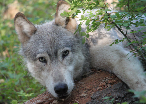 $10k reward offered for info on endangered gray wolf killed in eastern Oregon
