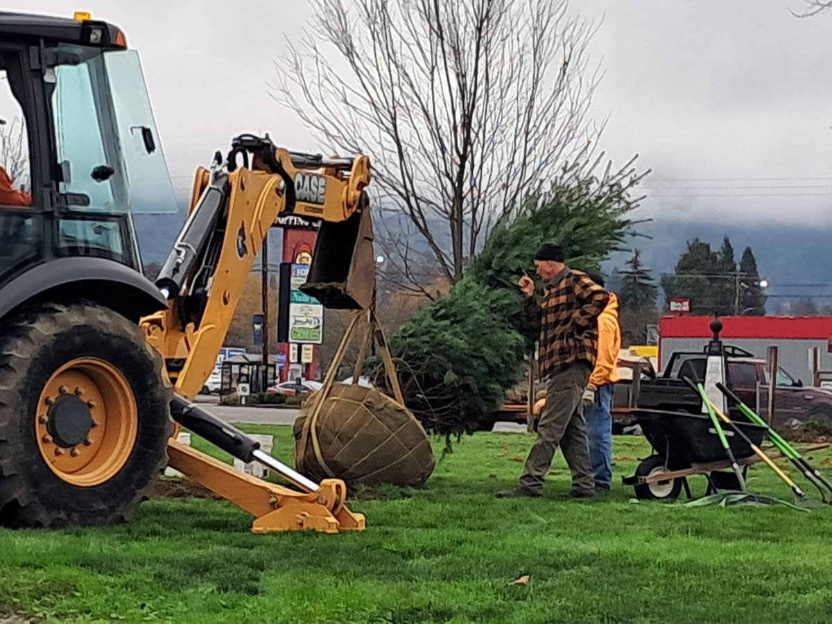 Winston-Dillard Festival Association Plants New Community Christmas Tree at Civic Wayside Park