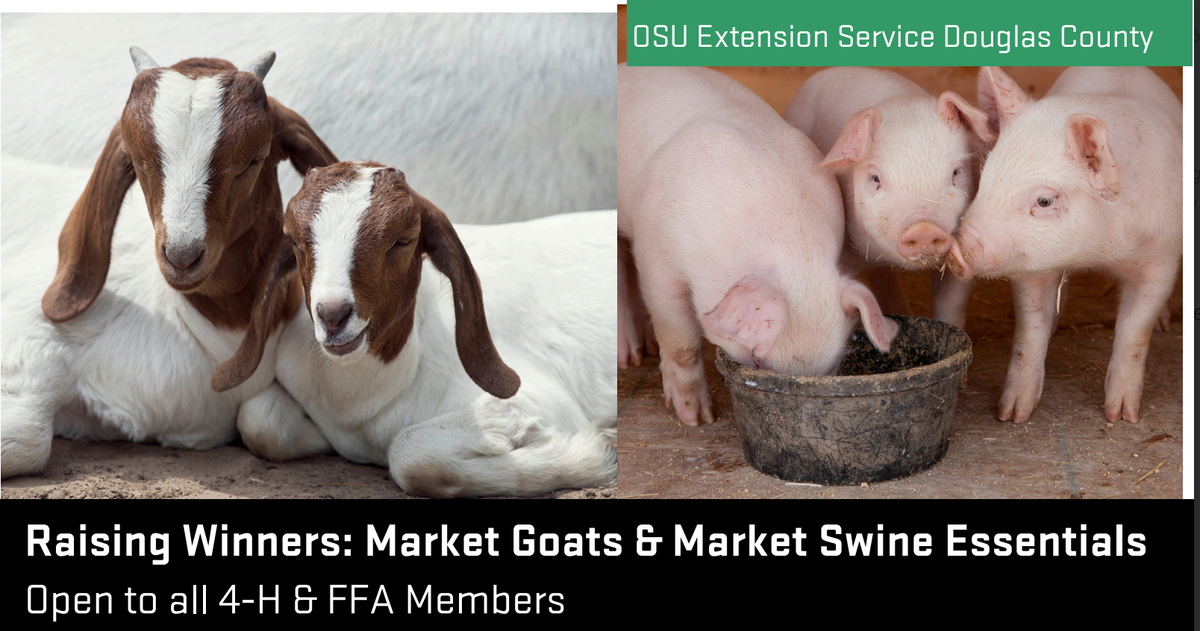 Douglas County 4-H, Farmers Co-Op to Host Market Goat & Swine Seminar