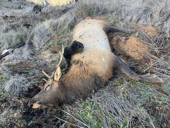 Fish & Wildlife Investigating Bull Elk Shot and Left to Waste in Douglas County