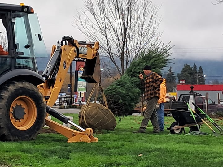 Winston-Dillard Festival Association Plants New Community Christmas Tree at Civic Wayside Park