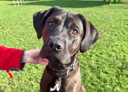 Saving Grace Humane Society Announces 17 Seized Dogs Now Available for Adoption